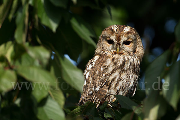 Waldkauz (Strix aluco)