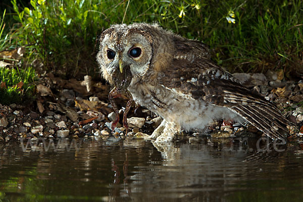 Waldkauz (Strix aluco)