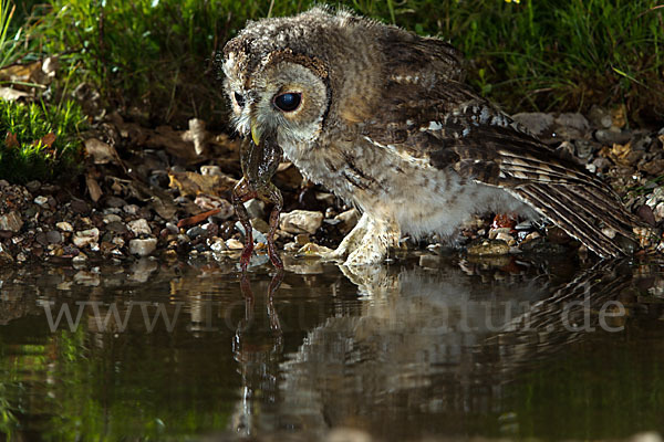 Waldkauz (Strix aluco)