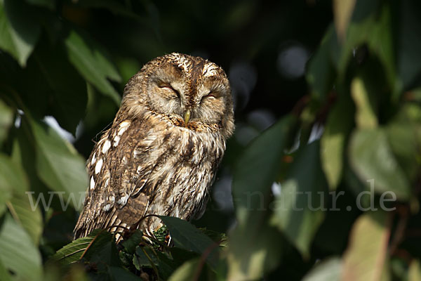 Waldkauz (Strix aluco)