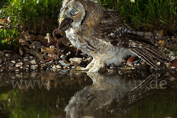 Waldkauz (Strix aluco)