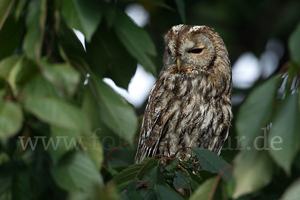 Waldkauz (Strix aluco)