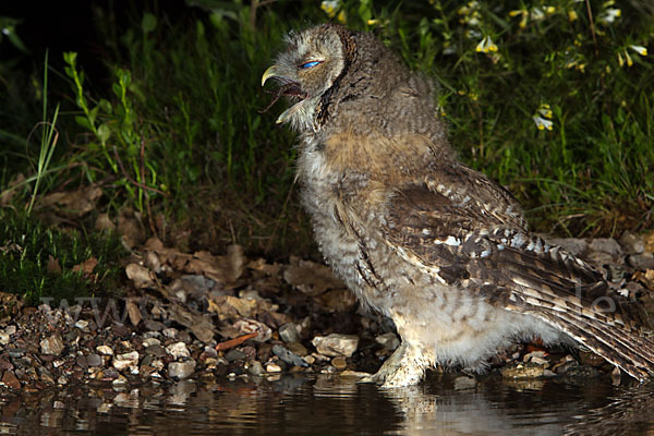 Waldkauz (Strix aluco)