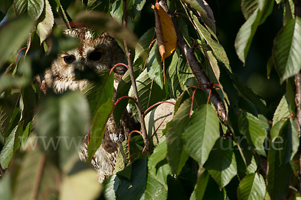 Waldkauz (Strix aluco)