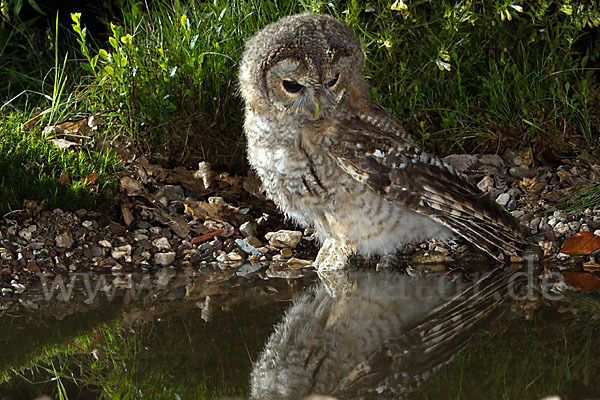 Waldkauz (Strix aluco)