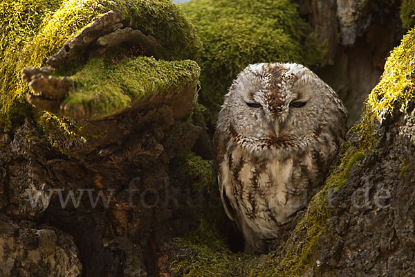 Waldkauz (Strix aluco)