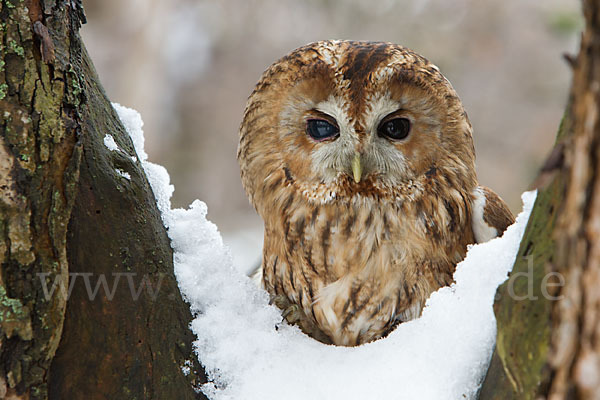 Waldkauz (Strix aluco)