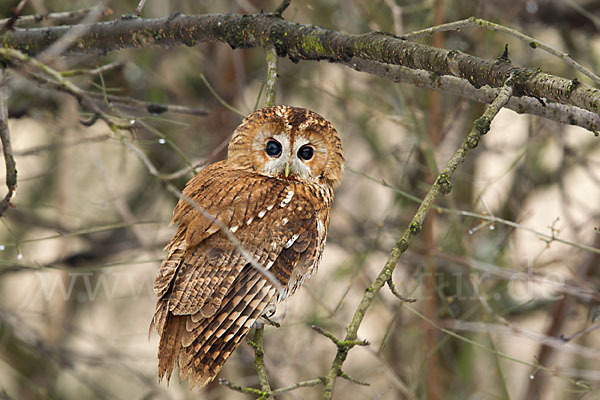 Waldkauz (Strix aluco)