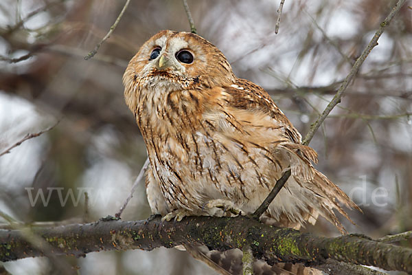 Waldkauz (Strix aluco)