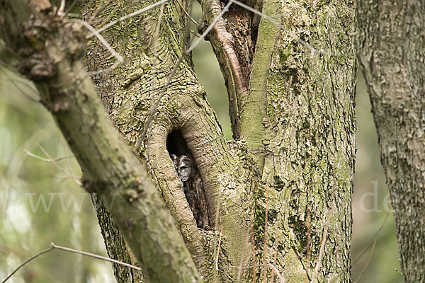 Waldkauz (Strix aluco)