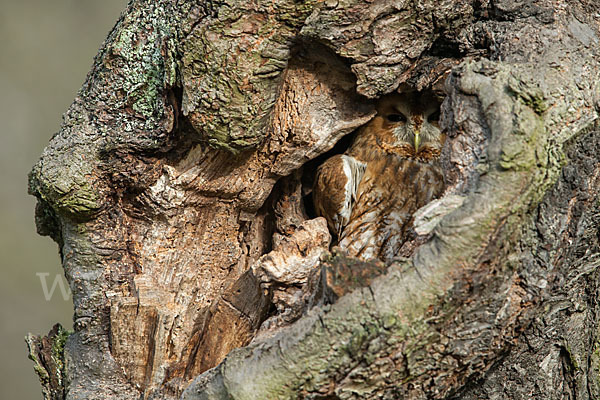 Waldkauz (Strix aluco)