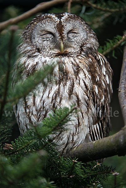 Waldkauz (Strix aluco)