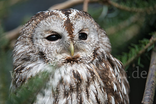 Waldkauz (Strix aluco)