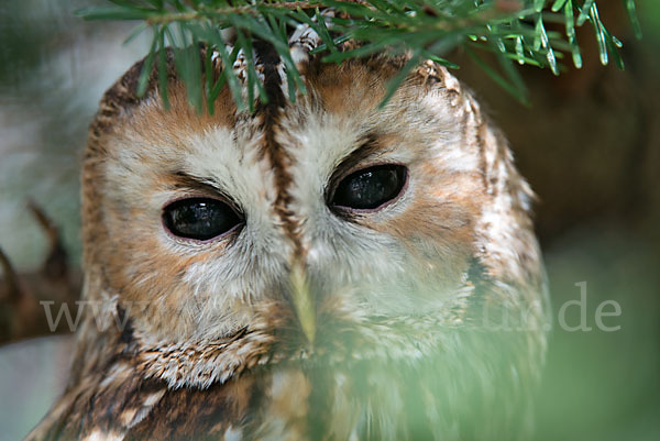 Waldkauz (Strix aluco)