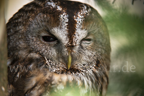 Waldkauz (Strix aluco)