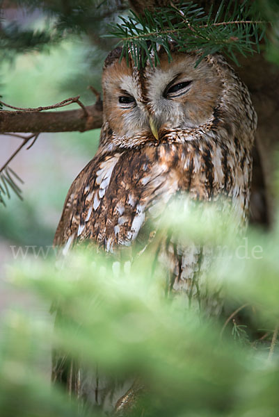 Waldkauz (Strix aluco)