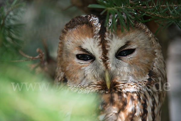 Waldkauz (Strix aluco)