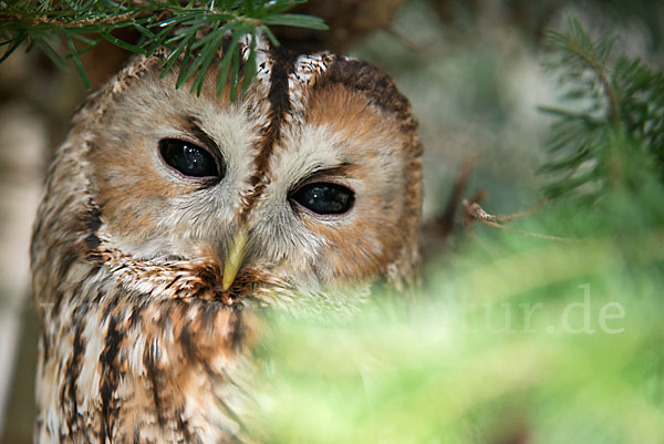 Waldkauz (Strix aluco)