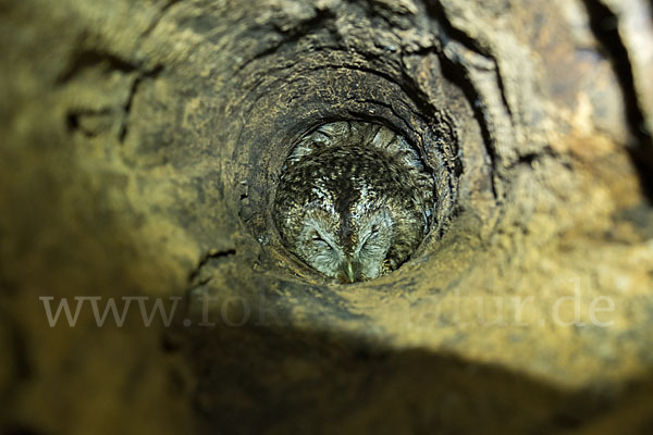 Waldkauz (Strix aluco)