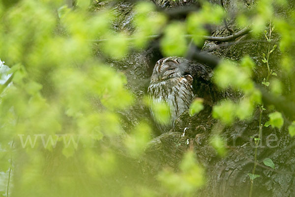 Waldkauz (Strix aluco)