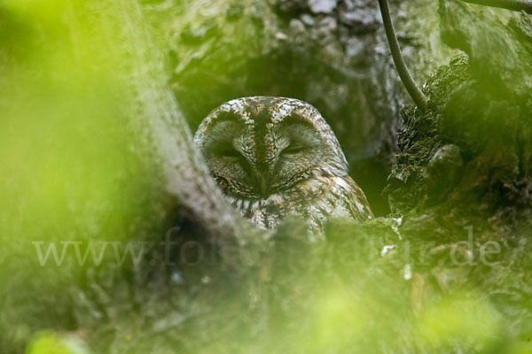 Waldkauz (Strix aluco)