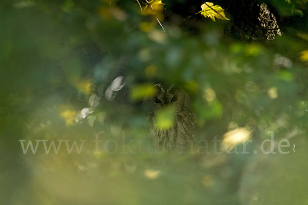 Waldkauz (Strix aluco)