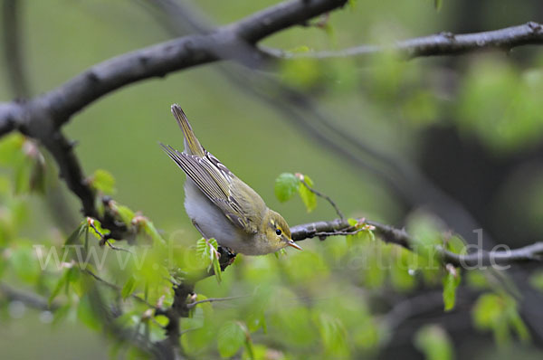 Waldlaubsänger (Phylloscopus sibilatrix)