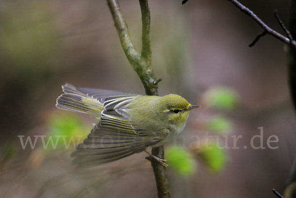 Waldlaubsänger (Phylloscopus sibilatrix)