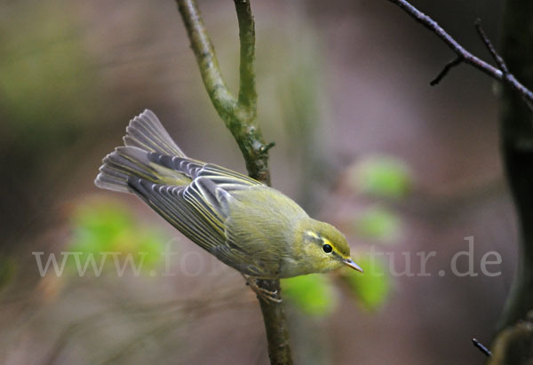 Waldlaubsänger (Phylloscopus sibilatrix)