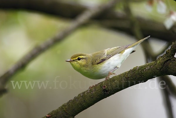 Waldlaubsänger (Phylloscopus sibilatrix)