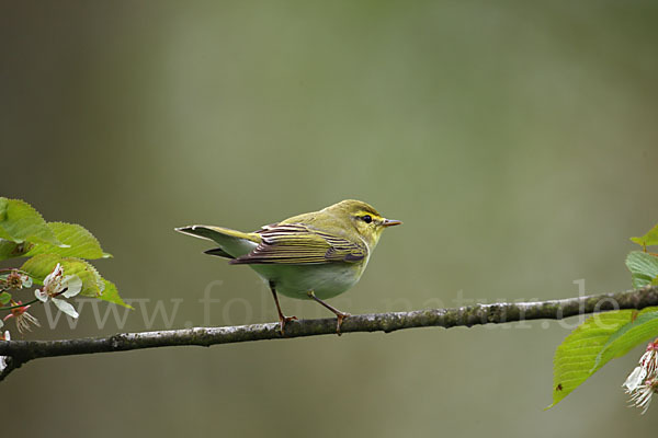 Waldlaubsänger (Phylloscopus sibilatrix)