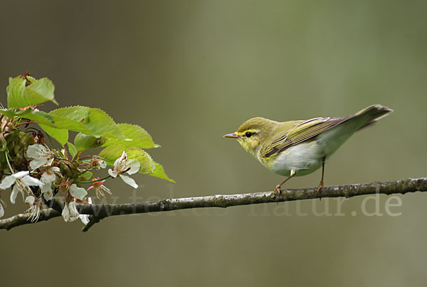 Waldlaubsänger (Phylloscopus sibilatrix)