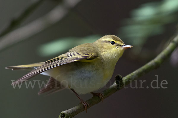 Waldlaubsänger (Phylloscopus sibilatrix)