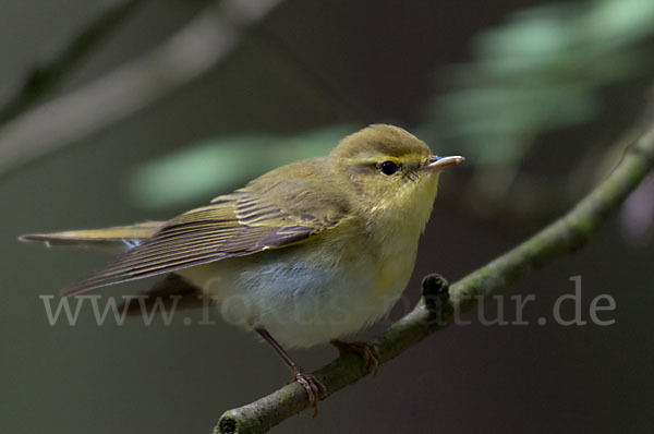 Waldlaubsänger (Phylloscopus sibilatrix)