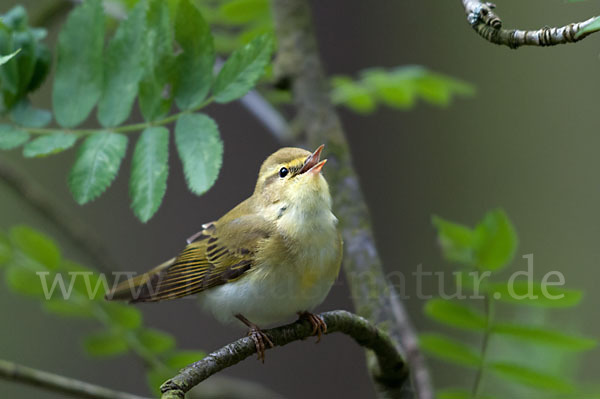 Waldlaubsänger (Phylloscopus sibilatrix)