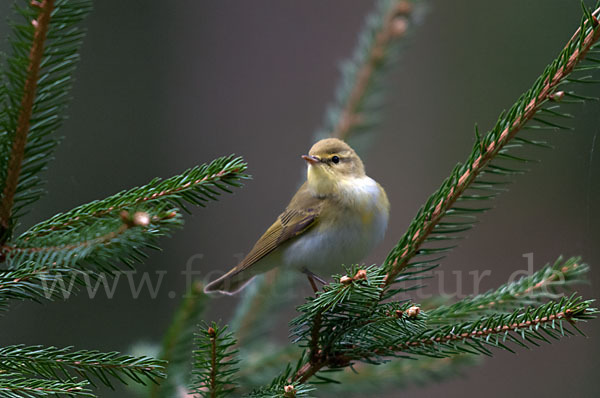 Waldlaubsänger (Phylloscopus sibilatrix)