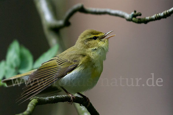 Waldlaubsänger (Phylloscopus sibilatrix)