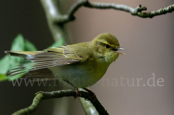 Waldlaubsänger (Phylloscopus sibilatrix)