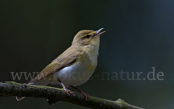 Waldlaubsänger (Phylloscopus sibilatrix)