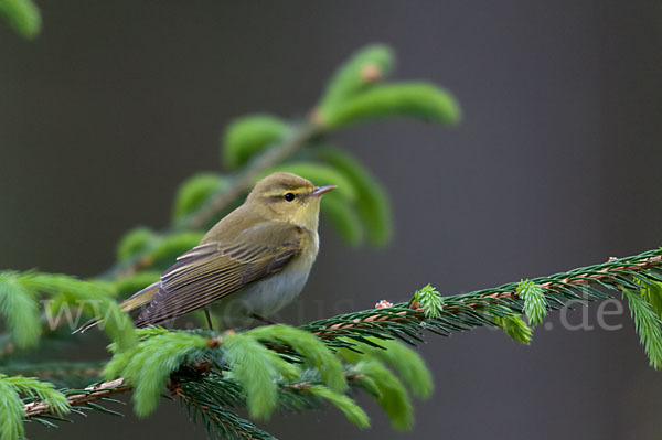 Waldlaubsänger (Phylloscopus sibilatrix)