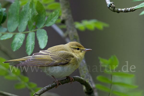 Waldlaubsänger (Phylloscopus sibilatrix)