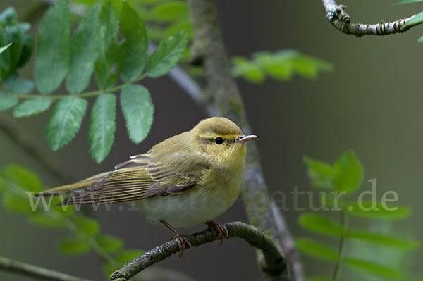 Waldlaubsänger (Phylloscopus sibilatrix)