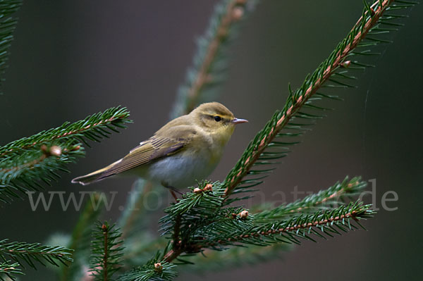 Waldlaubsänger (Phylloscopus sibilatrix)