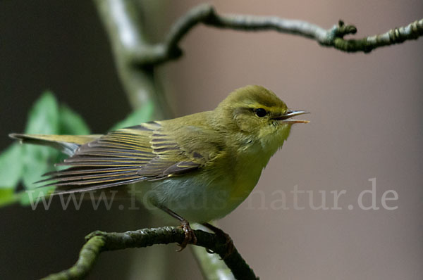 Waldlaubsänger (Phylloscopus sibilatrix)