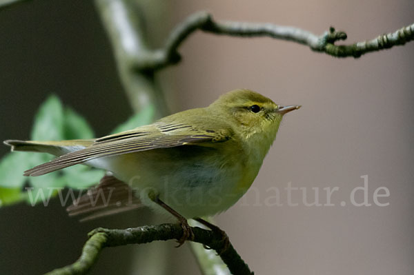 Waldlaubsänger (Phylloscopus sibilatrix)