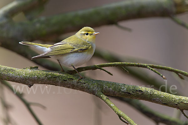 Waldlaubsänger (Phylloscopus sibilatrix)