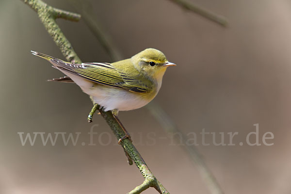 Waldlaubsänger (Phylloscopus sibilatrix)