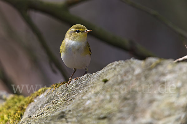 Waldlaubsänger (Phylloscopus sibilatrix)