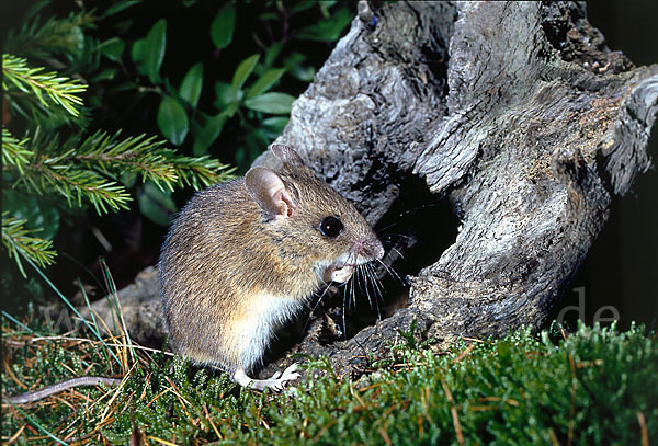 Waldmaus (Apodemus sylvaticus)