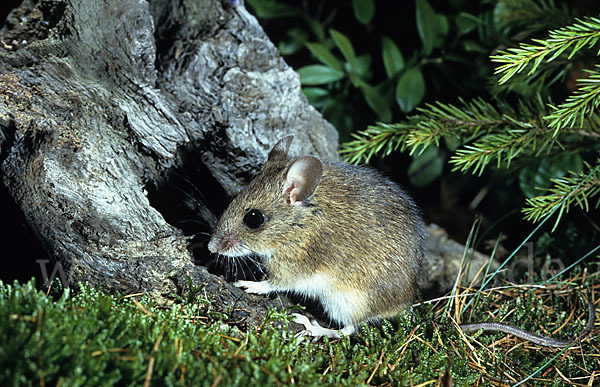 Waldmaus (Apodemus sylvaticus)